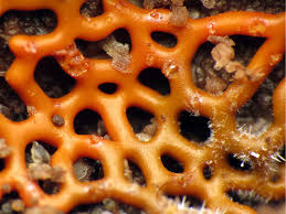 Attēlu rezultāti vaicājumam “Hemitrichia serpula macro”