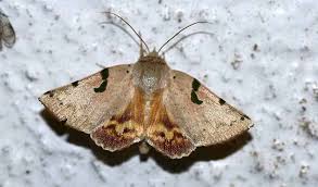 Attēlu rezultāti vaicājumam “Nolidae”