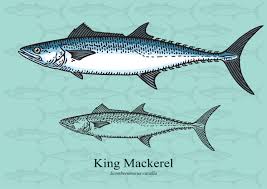 Image result for Scomberomorus cavalla