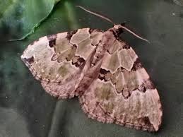 Attēlu rezultāti vaicājumam “Colostygia pectinataria”