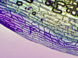 Attēlu rezultāti vaicājumam “Leucobryum juniperoideum”