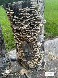 Attēlu rezultāti vaicājumam “Physarum viride young”