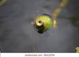 Attēlu rezultāti vaicājumam “Nuphar lutea fruit”