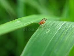 Attēlu rezultāti vaicājumam “Phytomyza ranunculi”