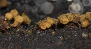 Attēlu rezultāti vaicājumam “Trichia crateriformis spores”