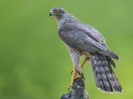 Attēlu rezultāti vaicājumam “Accipiter gentilis adult”
