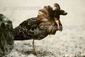 Attēlu rezultāti vaicājumam “Philomachus pugnax”