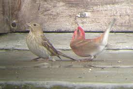 Attēlu rezultāti vaicājumam “Carpodacus erythrinus adult”