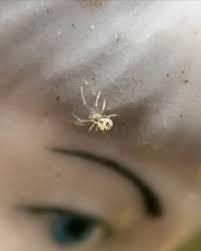 Attēlu rezultāti vaicājumam “Paidiscura pallens eggs”