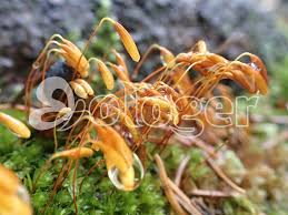 Attēlu rezultāti vaicājumam “Bryum capillare”