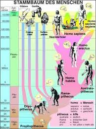 Image result for Evolution Stammbaum