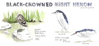 Image result for Nycticorax nycticorax