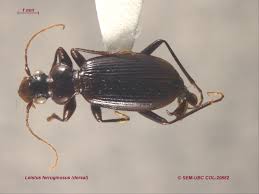 Attēlu rezultāti vaicājumam “Nebria livida”