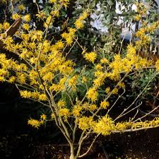 Attēlu rezultāti vaicājumam “Hamamelis japonica leaf”