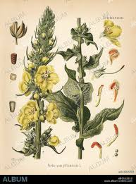 Image result for Verbascum phlomoides