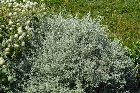 Image result for Helichrysum lindleyii