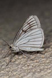 Attēlu rezultāti vaicājumam “Siona lineata”