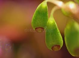 Attēlu rezultāti vaicājumam “Pohlia nutans sporophyte”