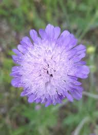 Attēlu rezultāti vaicājumam “Knautia arvensis fruit”