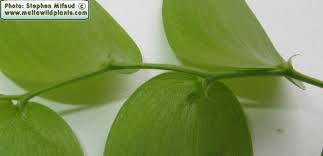 Attēlu rezultāti vaicājumam “Polygonatum multiflorum  leaf”