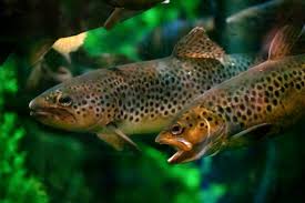 Attēlu rezultāti vaicājumam “Salmo trutta”