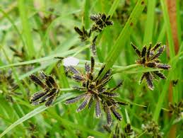 Attēlu rezultāti vaicājumam “Cyperus fuscus fruit”