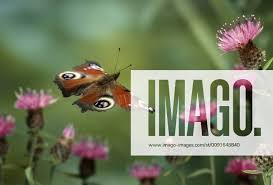 Attēlu rezultāti vaicājumam “Inachis io”