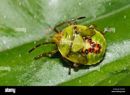 Attēlu rezultāti vaicājumam “Elasmostethus interstinctus nymph”