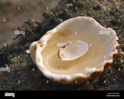 Image result for shell hell