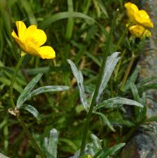 Attēlu rezultāti vaicājumam “Ranunculus auricomus leaf”