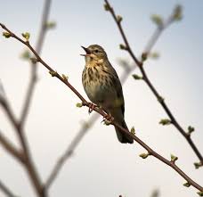 Attēlu rezultāti vaicājumam “Anthus trivialis adult”