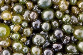 Attēlu rezultāti vaicājumam “Nostoc pruniforme”