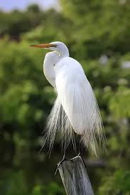 Attēlu rezultāti vaicājumam “Egretta alba”