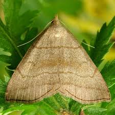 Attēlu rezultāti vaicājumam “Herminia tarsicrinalis”