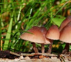 Attēlu rezultāti vaicājumam “Spinellus fusiger”