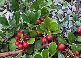 Attēlu rezultāti vaicājumam “Arctostaphylos uva-ursi fruit”