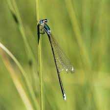 Attēlu rezultāti vaicājumam “Nehalennia speciosa”