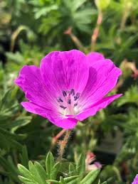 Attēlu rezultāti vaicājumam “Geranium sanguineum”