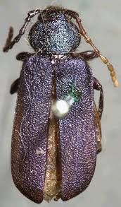 Attēlu rezultāti vaicājumam “Callidium violaceum”