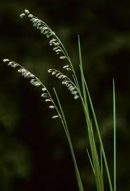 Attēlu rezultāti vaicājumam “Melica nutans”