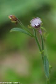 Attēlu rezultāti vaicājumam “Microrrhinum minus leaf”