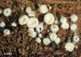 Attēlu rezultāti vaicājumam “Lachnum virgineum”