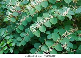 Attēlu rezultāti vaicājumam “Reynoutria sachalinensis leaf”