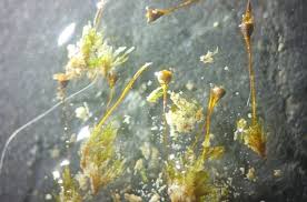 Attēlu rezultāti vaicājumam “Seligeria donniana”