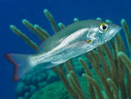 Image result for Lutjanus mahogoni