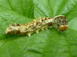 Attēlu rezultāti vaicājumam “Thyatira batis imago”