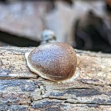 Attēlu rezultāti vaicājumam “Reticularia jurana”