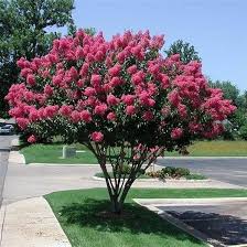 Image result for Lagerstroemia