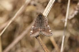 Attēlu rezultāti vaicājumam “Archiearis parthenias”