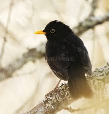 Attēlu rezultāti vaicājumam “Turdus merula male”